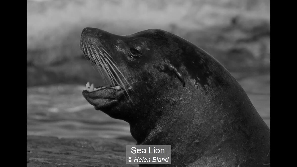 30_Sea Lion_Helen Bland